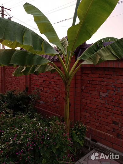 Саженцы банановой пальмы