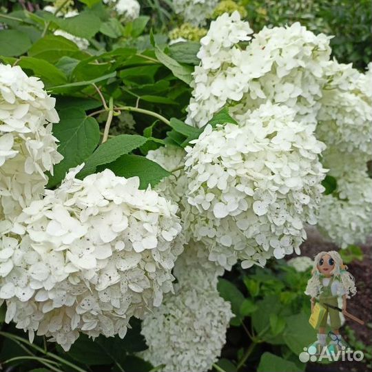 Гортензия древовидная Аннабель. Цветы для сада