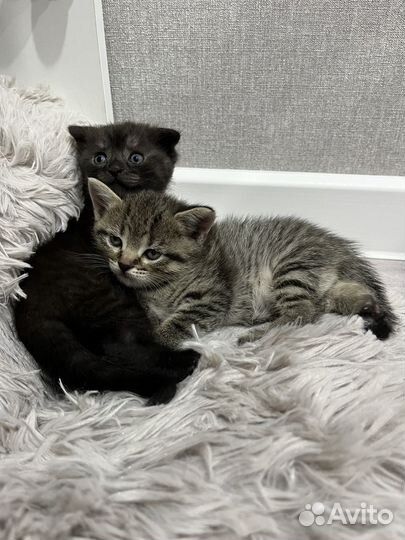 Шотландские котята