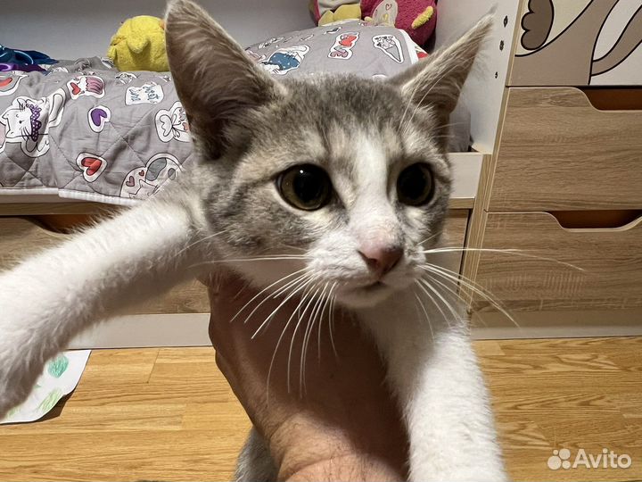 Египетская Мау котята