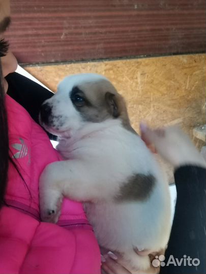 Среднеазиатская овчарка алабай щенки