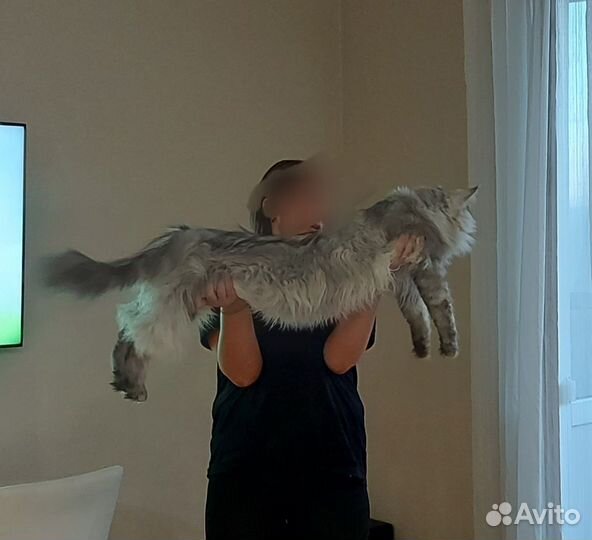 Мейн-кун с документами