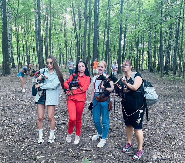 Цвергпинчер