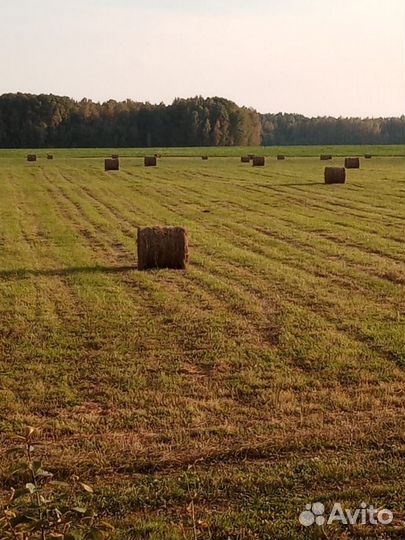 Сено в рулонах