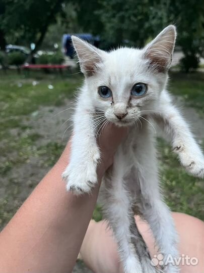 Кошка в дар