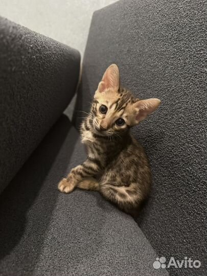 Бенгальские котята
