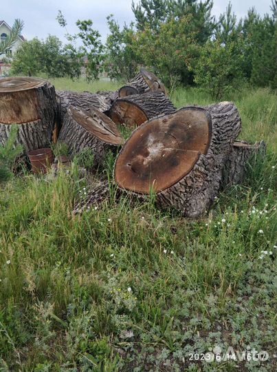 Пень дубовый