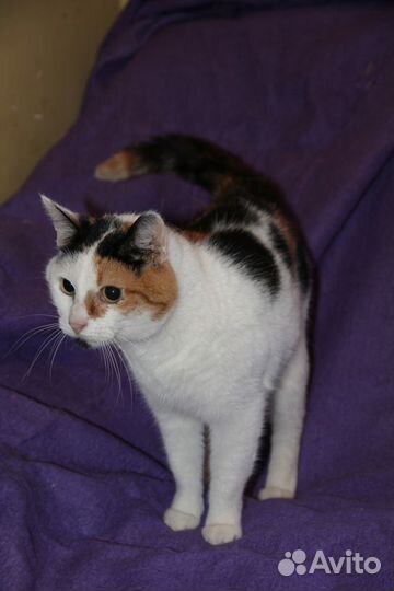 Кошка Мурка