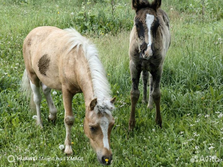 Жеребята пони