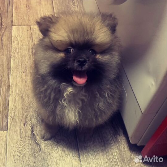 Померанский шпиц