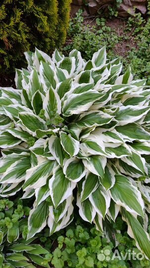 Папоротник, хосты, ирисы, бадан