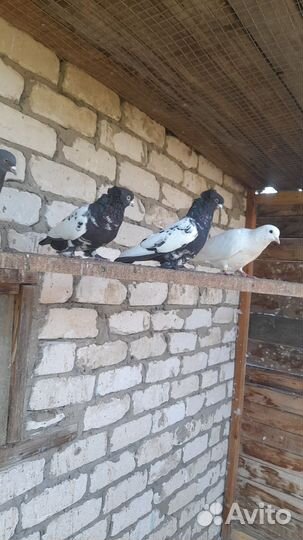 Татжики