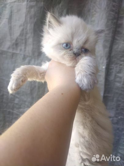 Персидские котята