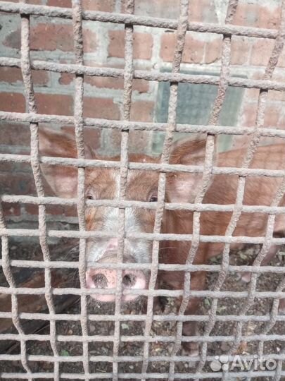 Поросята мясные