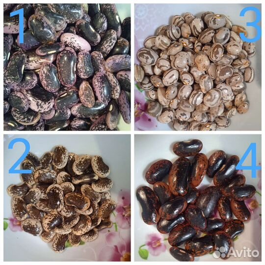 Фасоль бобы семена