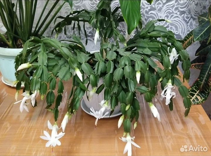 Комнатные цветы кактус юкка драцена спатифиллум