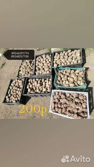 Семенной картофель