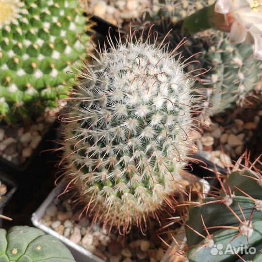 Кактус Mammillaria Bombycina