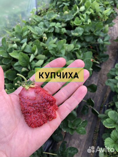 Семена клубники