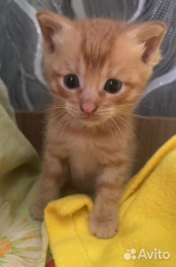 Котята в хорошие руки
