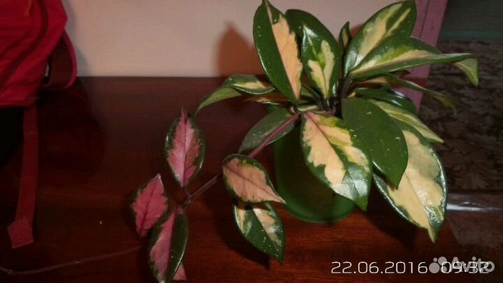 Хойя Триколор