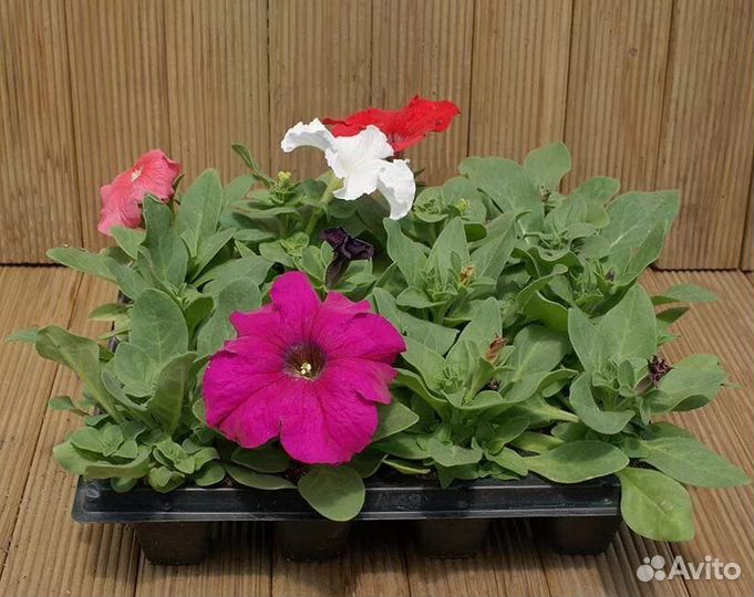 Продам мощные кустики