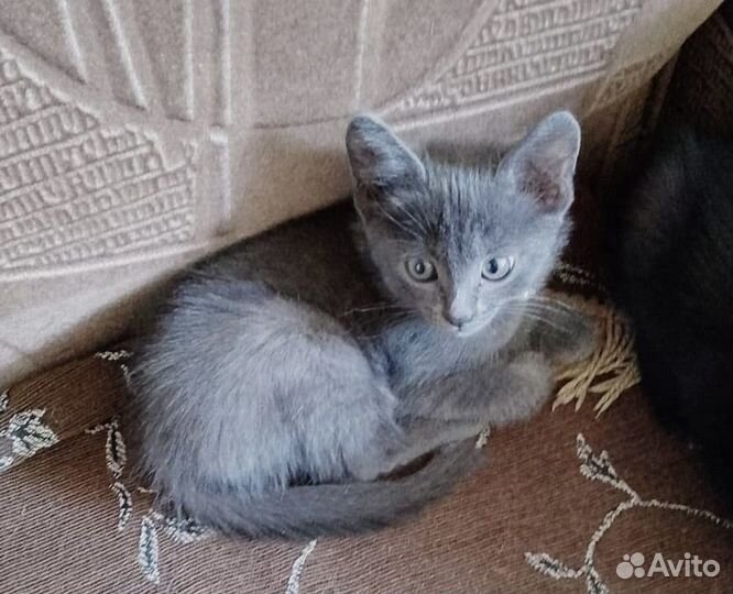 Пристраиваются котята