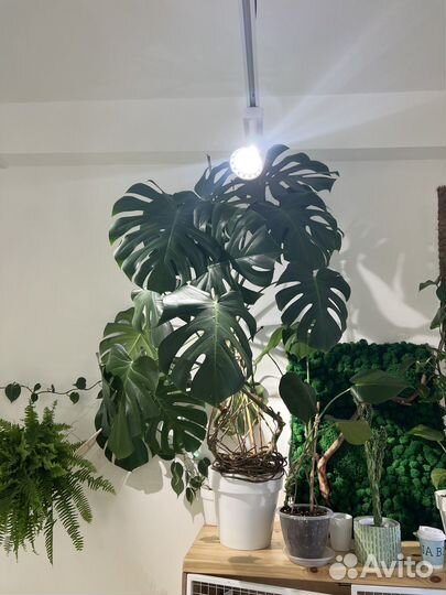 Монстера деликатесная