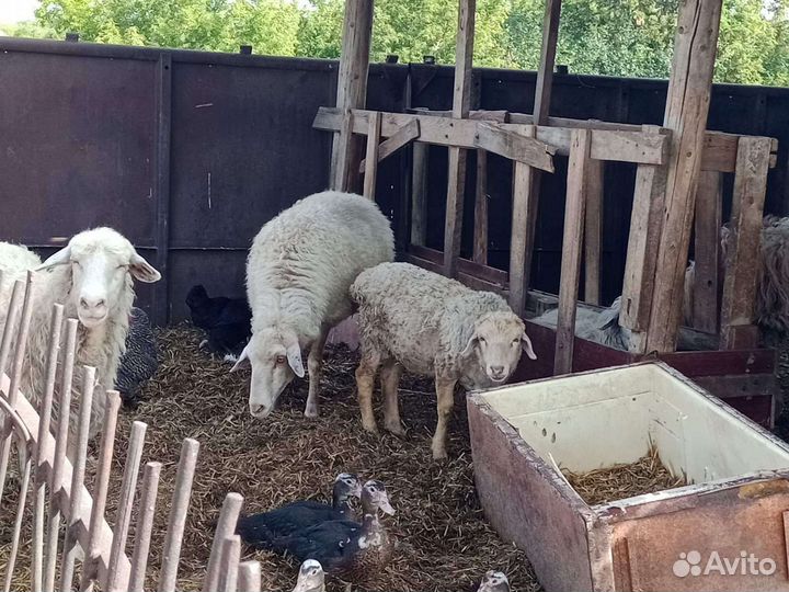Бараны, овцы, ягнята