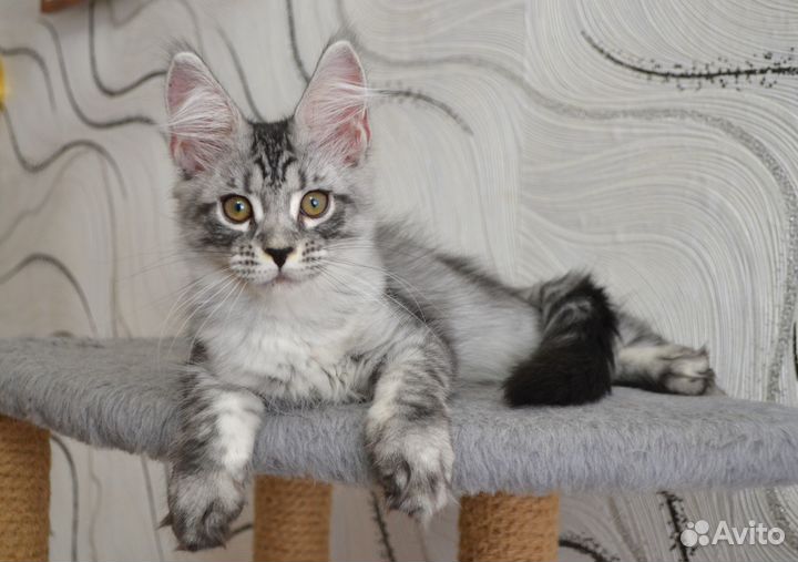 Девочка мейн-кун