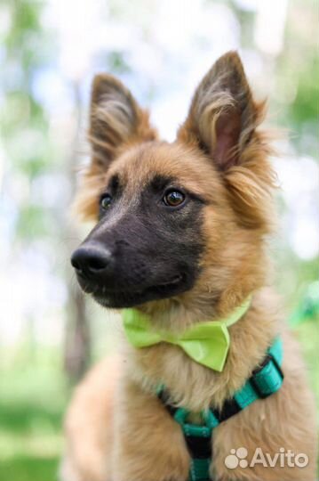 Манго щенок и ужасное детство в приюте