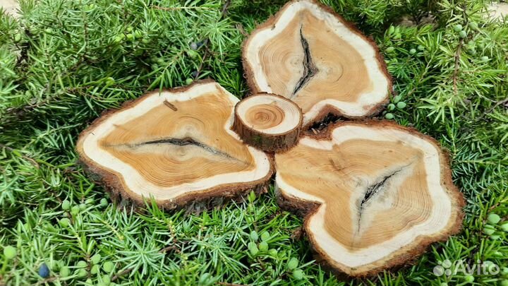 Можжевельник