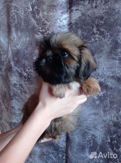 Девчушка ши-тцу