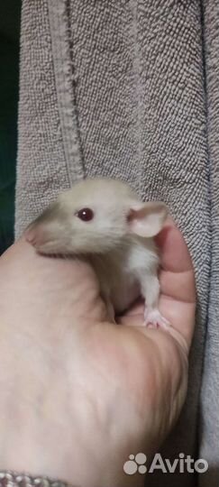 Крысята дамбо рекс