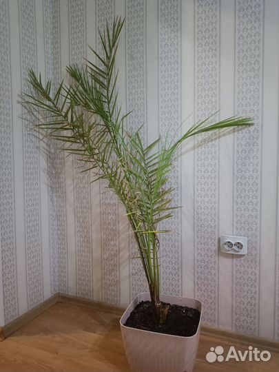 Финиковая пальма