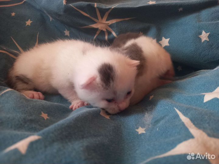 Котята