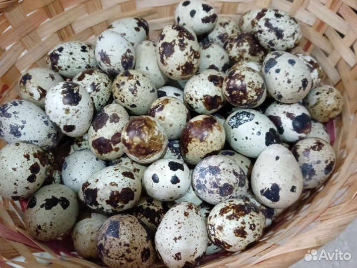 Яйца перепелиные