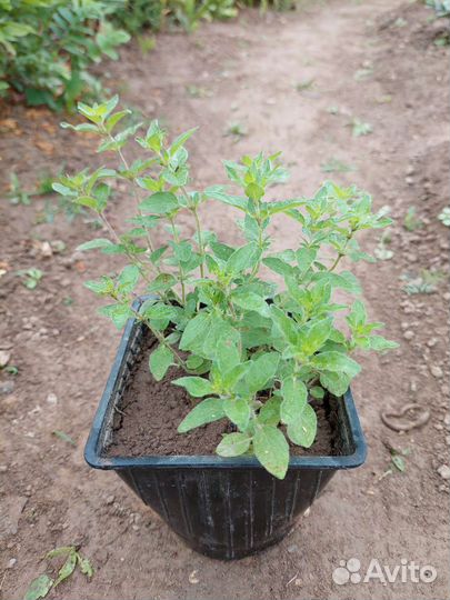 Душица,многолетник