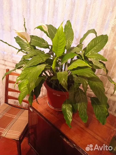 Спатифиллум