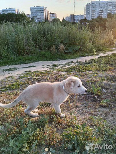 Хаски девочка