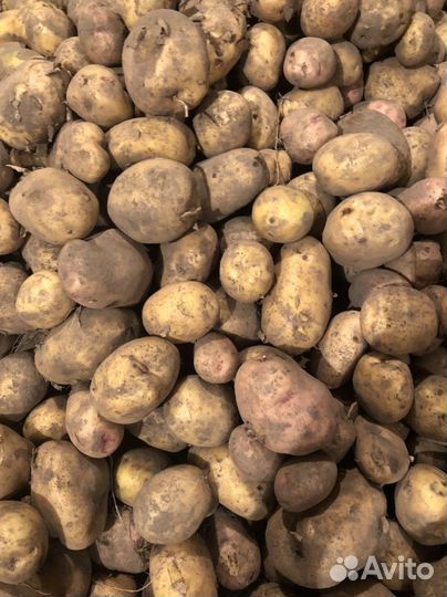 Домашний картофель