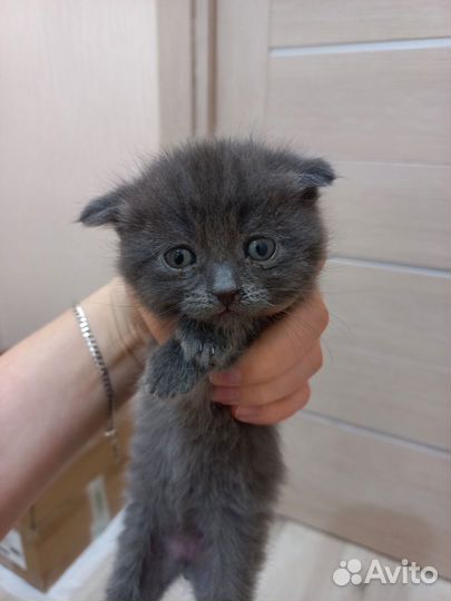 Кошки в добрые руки вислоухие