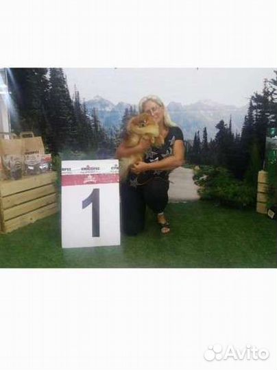 Щенки шпица