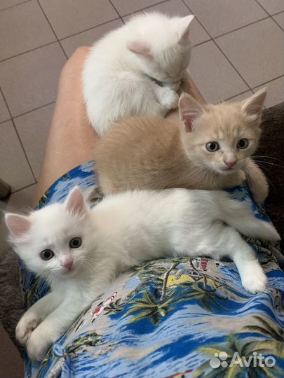 Котята в добрые руки