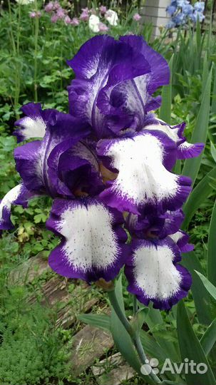 Ирисы сортовые