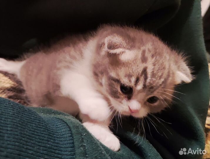 Два котенка, мальчик и девочка