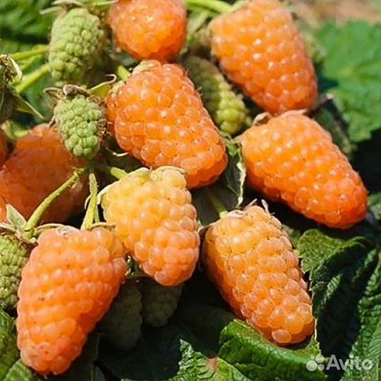 Саженцы малины