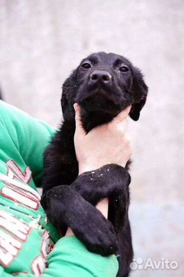 Щенок Блэкки