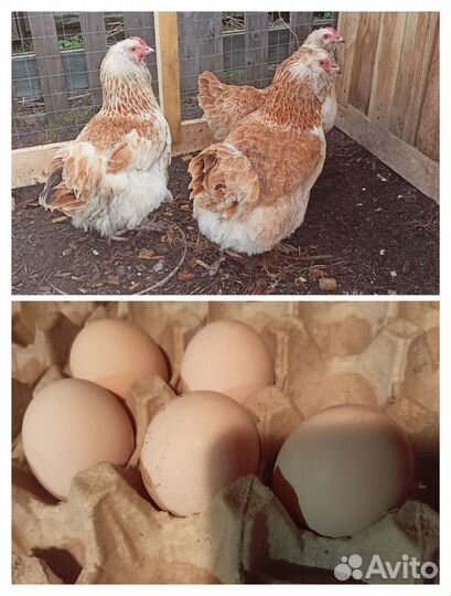 Инкубационное яйцо Билефельдер, Фавероль, Бентамки