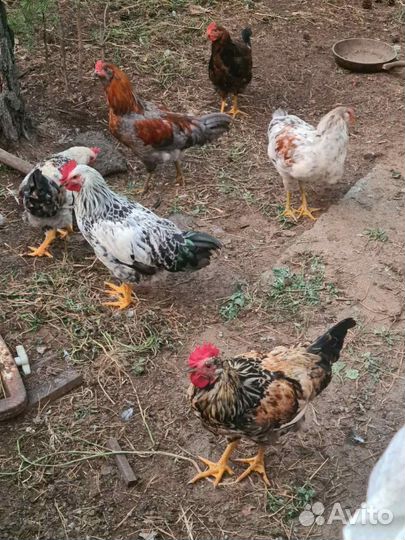 Петухи